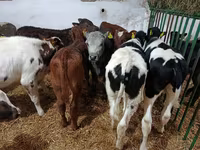 Bou, Bovine — foto 5