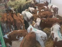 سانڈ, Simmental cattle — تصویر 7