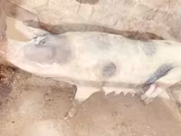 แม่สุกร, หมู — รูปภาพ 3
