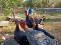 Turkeys — Foto 3