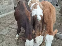 Bulle, Simmental cattle — Foto 6