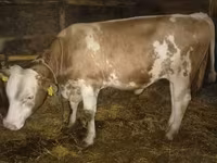 گاو نر, Simmental cattle — عکس 1
