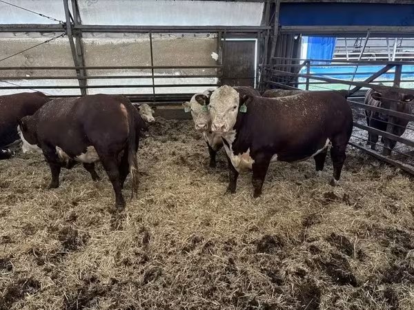 Bull, Cattle — Russia