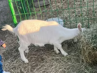 Keçi, Saanen goat — foto 3