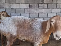 میش, Arashan sheep — عکس 2