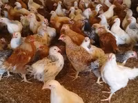 Chickens — fotografija 2