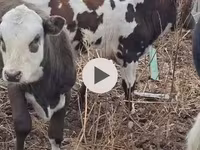 Býk, Simmental cattle — foto 3