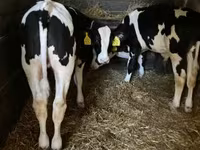 Lembu jantan, Holstein breed — foto 4
