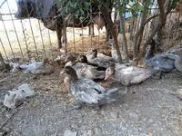 Ducks — Foto 2