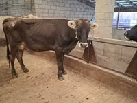 Lembu betina, Cattle — foto 3