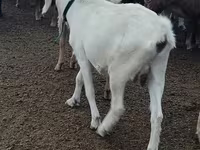 Capră, Alpine goat — foto 3