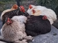 Chickens — 1-сурет