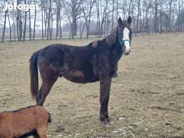 Kůň, Hungarian horse breed