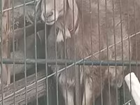 Carnero, Arashan sheep — foto 4