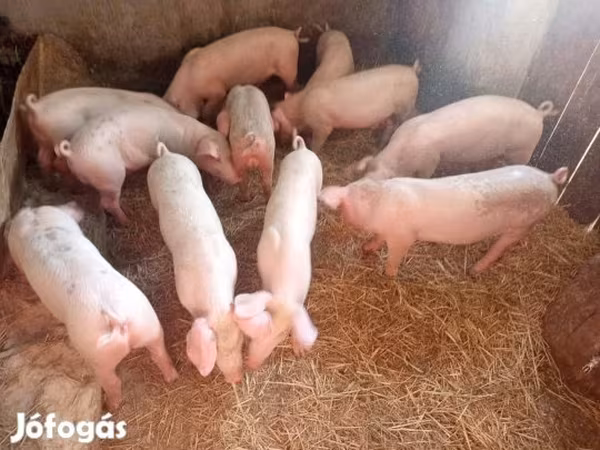 Doofaar dhaddig, Pigs