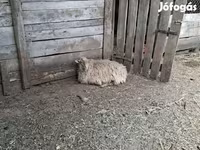 Owca, Baerchuke sheep — zdjęcie 3