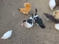 Ducks — foto 4