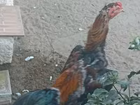 Chickens — عکس 3
