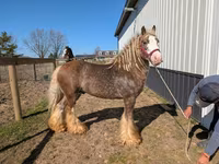 Ձի, Gypsy horse — լուսանկար 8