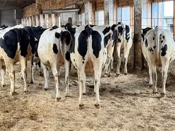 Vaca, Raza Holstein