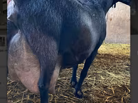 雄ヤギ, Alpine goat — 写真 5