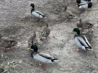 Ducks — zdjęcie 7