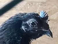Chickens — Foto 2