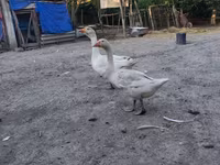 Geese — عکس 1
