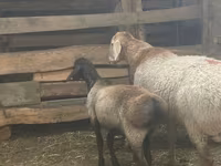Widder, Arashan sheep — Foto 2