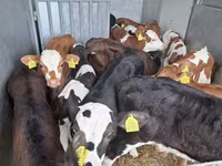Byk, Simmental cattle — zdjęcie 6