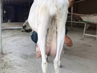 Kambing betina, Saanen goat — foto 2