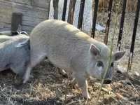 Babi betina, Pigs — foto 1