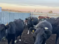 วัวตัวเมีย, Swiss cattle — รูปภาพ 6