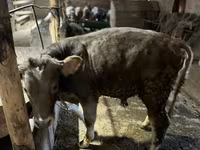 Bika, Swiss cattle — 2. fotó