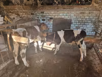 Dibi, Cattle — sawirka 2