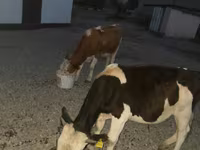 Ταύρος, Swiss cattle — φωτογραφία 1