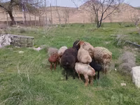 میش, گوسفند — عکس 3