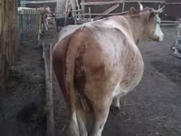 گاو ماده, Simmental cattle — عکس 2