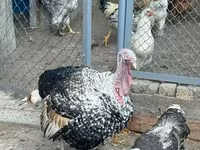 Chickens — fotografija 5