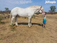 Cal, Percheron — foto 4