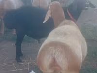 Koyun, Edilbay sheep — foto 5