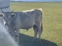 Toro, Bovini — foto 7