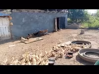 Ducks — عکس 2