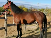 Stute, Hungarian horse breed — Foto 2