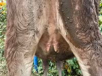 بقرة, Swiss cattle — الصورة 3