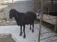 Widder, Hissar sheep — Foto 1