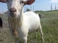 Koza, Saanen goat — fotografija 5