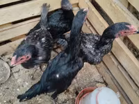 Chickens — foto 1