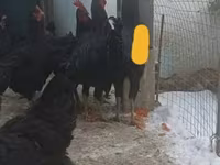 Chickens — foto 2