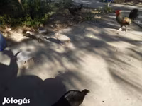 Guinea fowl — รูปภาพ 4